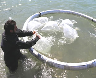 Kuşadası’nda 20 bin çipura ve levrek yavrusu denize bırakıldı