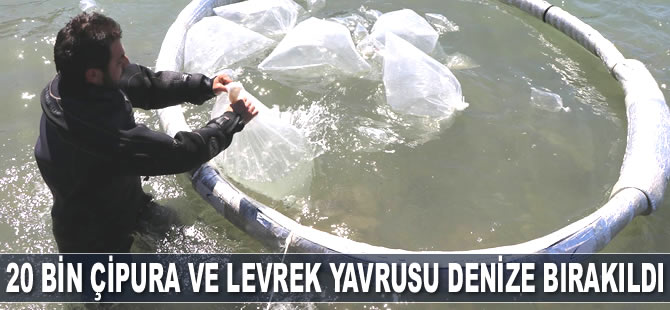 Kuşadası’nda 20 bin çipura ve levrek yavrusu denize bırakıldı