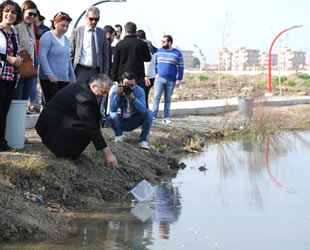 İSTE Göleti'ne onlarca sazan yavrusu bırakıldı
