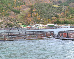 Samsun’da ‘Su Ürünleri Yetiştiriciliği’nin geliştirilmesi hedefleniyor