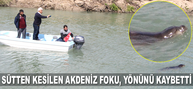 Aksu Çayı’nda Akdeniz foku bulundu
