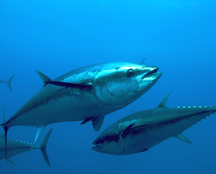 Türkiye’nin orkinos avcılığı kota miktarı belli oldu
