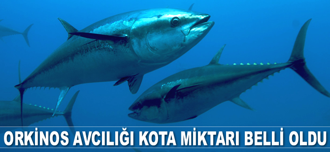 Türkiye’nin orkinos avcılığı kota miktarı belli oldu