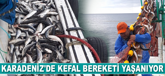 Karadeniz'de kefal bereketi yaşanıyor