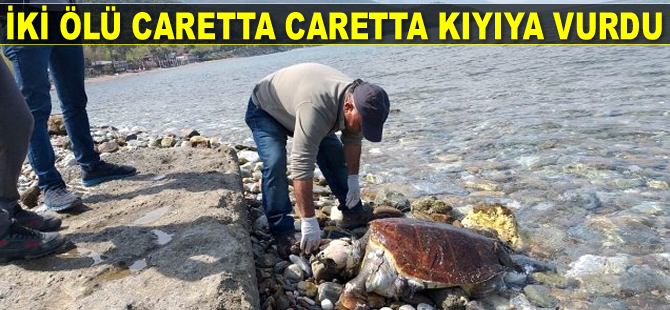 Kuşadası'nda iki adet ölü caretta caretta kıyıya vurdu