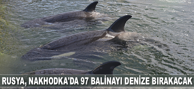 Rusya, Nakhodka’da 97 balinayı denize salacak