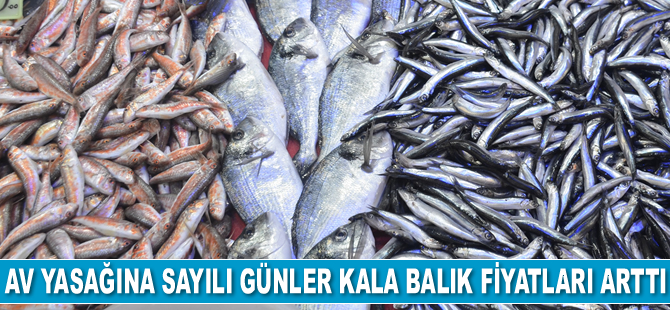 Av yasağına sayılı günler kala balık fiyatları arttı