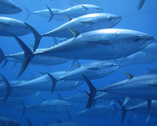 Türkiye 56 milyon dolarlık orkinos ihracatı gerçekleştirdi