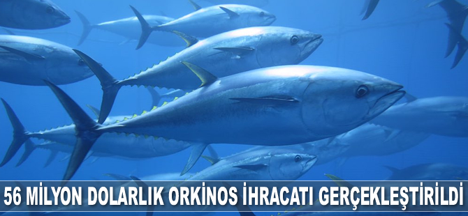 Türkiye 56 milyon dolarlık orkinos ihracatı gerçekleştirdi