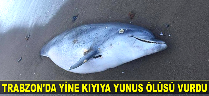 Trabzon’da yine kıyıya yunus ölüsü vurdu