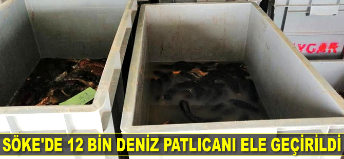 Söke’de 12 bin deniz patlıcanı ele geçirildi