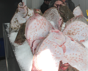 Kalkan bolluğu, balıkçıların yüzünü güldürdü