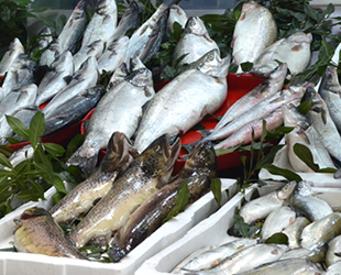 Sinoplu balıkçılar, bereketli bir sezon geçirdi