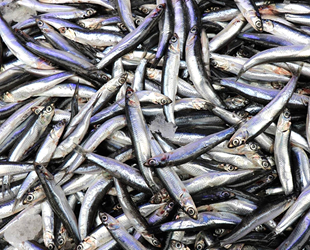 Aşırı av baskısı hamsiyi erken göçe zorluyor