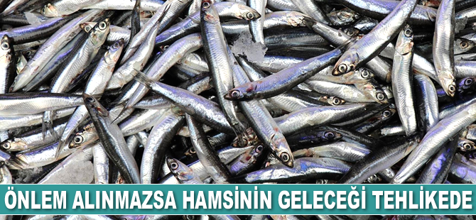 Aşırı av baskısı hamsiyi erken göçe zorluyor