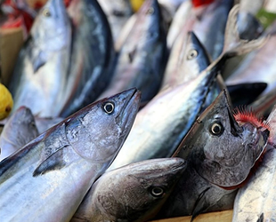 Balıkçıları palamut sevindirdi, hamsi üzdü