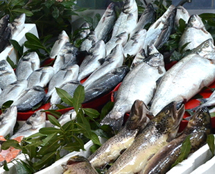Balıkçılar, sezonu yüzde 80 verimlilikle kapattı
