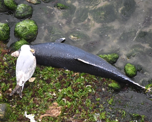 Sinop’ta yunus ölümleri artmaya başladı