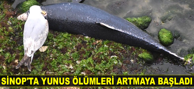 Sinop’ta yunus ölümleri artmaya başladı