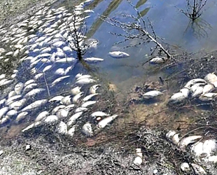 Girdev Gölü'nde binlerce balık telef oldu