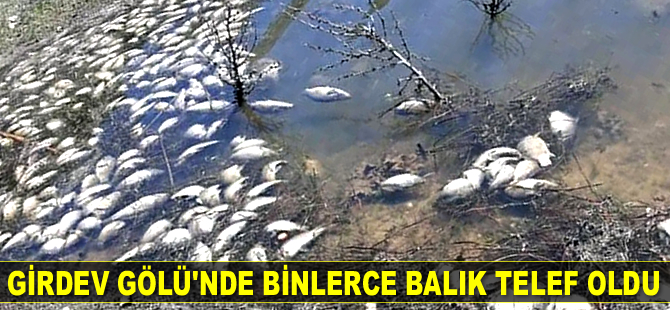 Girdev Gölü'nde binlerce balık telef oldu