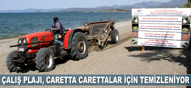 Çalış Plajı, caretta carettalar için temizleniyor