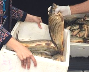 Kaçak avlanan sazan balığı ve ağ ele geçirildi