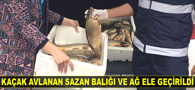 Kaçak avlanan sazan balığı ve ağ ele geçirildi