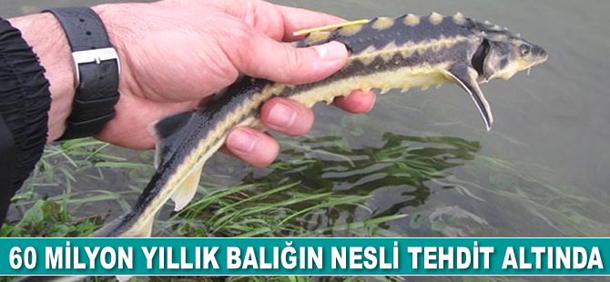 Antalya Deniz Biyolojisi Müzesi’ni 5 yılda 25 bin kişi ziyaret etti