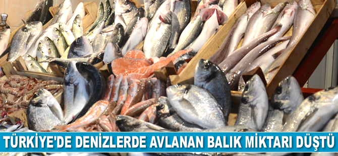 Türkiye’de denizlerde avlanan balık miktarı düştü