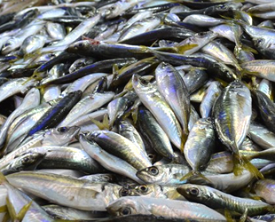 İstavrit fiyatını ikiye katladı