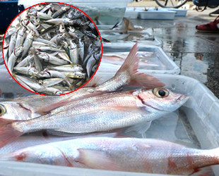 Av yasağında olta balıkçılarının yüzü güldü