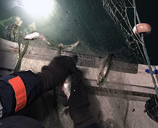 Van Gölü'nde kaçak avlanan 250 kilo inci kefali ele geçirildi