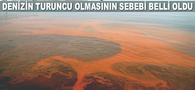 Tekirdağ'da denizin turuncu olmasının sebebi belli oldu