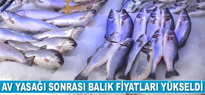 Av yasağının başlamasıyla Sinop’ta balık fiyatları yükseldi