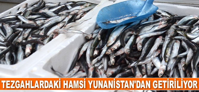 Tezgahlardaki hamsi Yunanistan'dan getiriliyor
