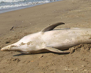 Kozlu’da yunus ölüsü kıyıya vurdu
