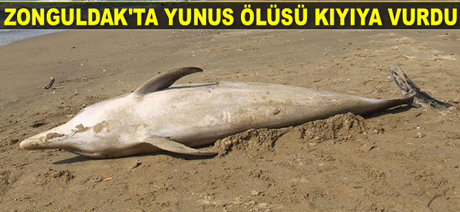 Kozlu’da yunus ölüsü kıyıya vurdu