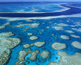 Büyük Bariyer Resifi'nde mercan oluşumu yüzde 89 azaldı