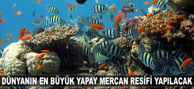 Dünyanın en büyük yapay mercan resifi için çalışmalar başladı