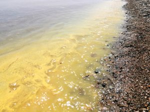 Ayvacık sahilinde denizin rengi değişti