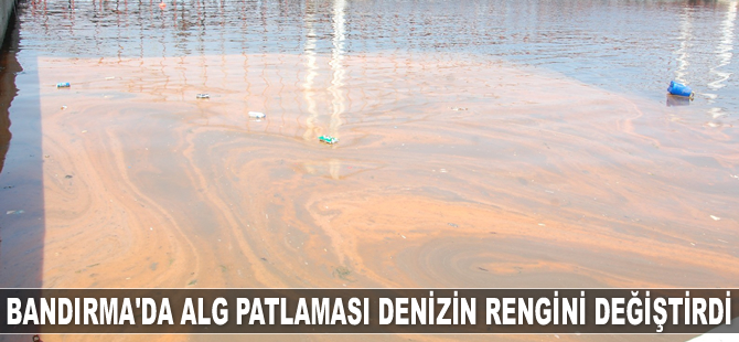 Bandırma’da alg patlaması denizin rengini değiştirdi