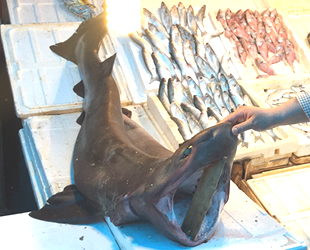 Mersinli balıkçıların ağına köpek balığı takıldı