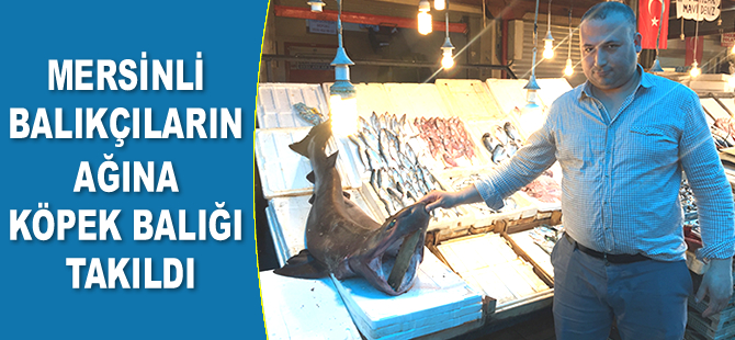 Mersinli balıkçıların ağına köpek balığı takıldı