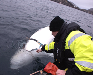 Norveç, Rusya’nın balinaları askeri amaçlı kullandığını öne sürdü