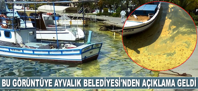 Ayvalık Belediyesi: Denizin sarı renge bürünmesi tedirgin edici değil
