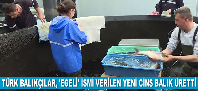 Egeli’ balık ihracatçısının gözdesi olacak