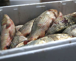 Kayseri’de 15 ton kaçak balık ele geçirildi