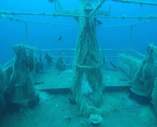 Batık gemi, binlerce canlıya ev sahipliği yapıyor