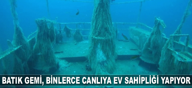 Batık gemi, binlerce canlıya ev sahipliği yapıyor